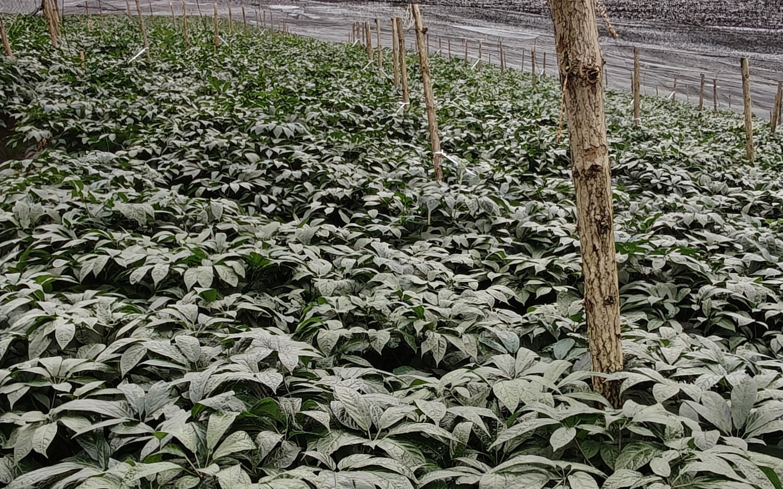 草本植物叶片