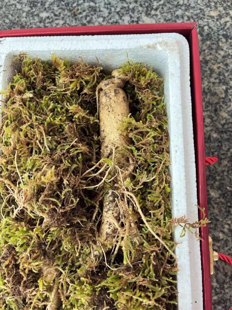 人参科学吃法，温养心神更高效